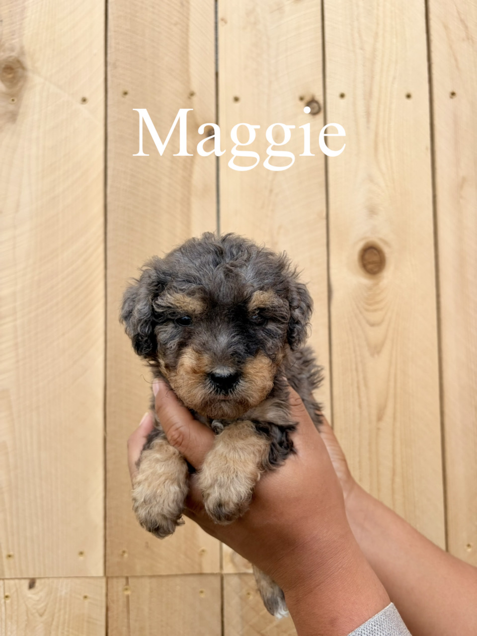 Maggie (light blue collar) 1